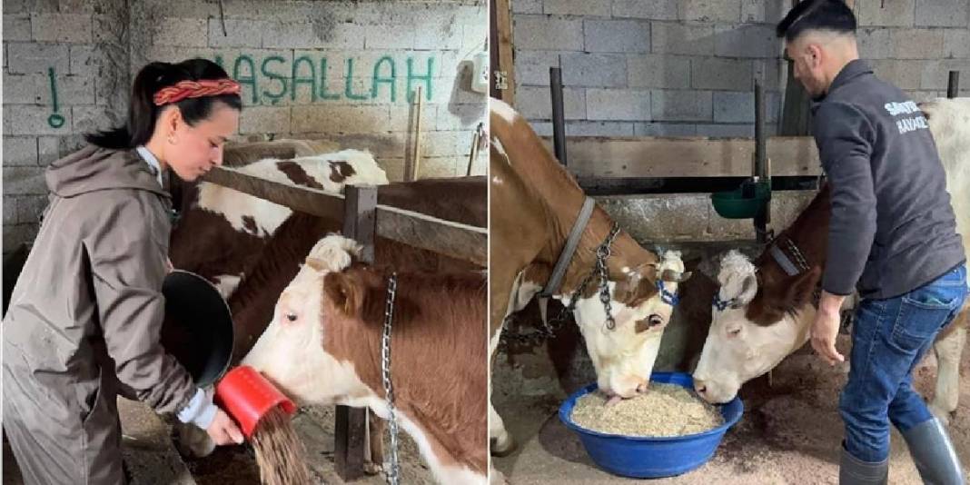 İstanbul’u bırakıp Giresun’a yerleştiler, kendi mandıralarını kurdular! 5 hayvan sayısı şimdi 40’a ulaştı: Üretim onlarla arttı 2